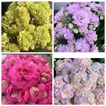 Другие комнатные растения: В продаже детки представленных растений детки каланхоэ по 150 с,детки — 1