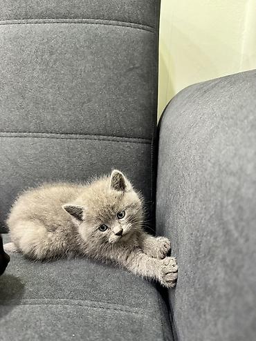 Продажа кошек: Продаю котят Шотландская вислоухая.Котята здоровые,живые,очень — 9