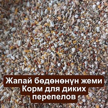 кукуруа: Корма для птиц и животных. Оптом и в розницу. У нас вы найдете все — 2