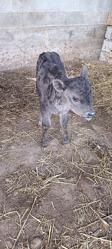 Коровы, быки: Продаю | Музоо, торпок | На откорм — 2