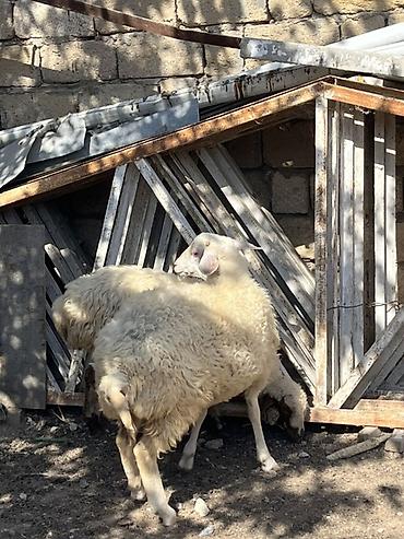 Qoyunlar, qoçlar: Quzular – yerli cins qarışığı, həm ət, həm də saxlamaq üçün münasib — 14