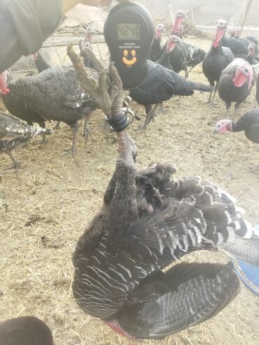 Индюки: Продаю | Индюк (самец) | Полукровка | На забой | Племенные — 21