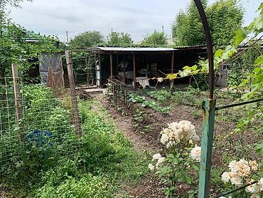 lives: Дом с участком - Участок с огородом: подготовленные грядки, плодовые — 10