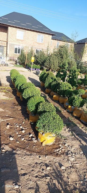пионы цветы: Предлагаются декоративные кустарники в горшках. Шаровидные Самшит и — 2