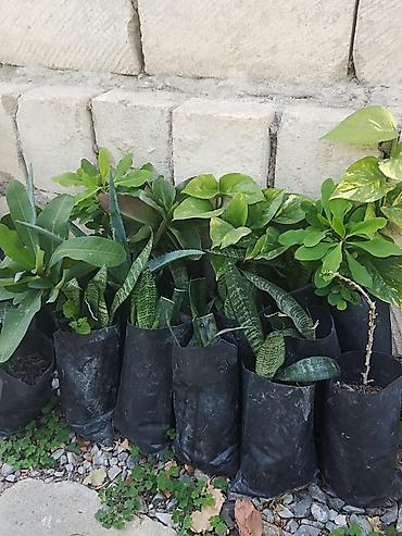 kamin dekor: Otaq bitkiləri fidanları – torflu polietilen torbalarda Mövcud — 2