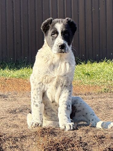 домик для большой собаки: Alabay