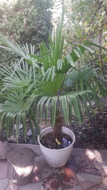 растение тропическая пальма: Пальма 5 лет