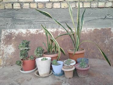 декоративные растение: Суккуленты 
Сансивьера 
цена за всё комнатные цветы
