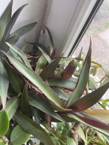 Другие комнатные растения: Продаются комнатные цветы, находится в городе Кант, по 350 сом каждый — 9