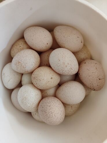bildircin yumurtasi satilir: Mayalı hinduşka yumurtaları satılır,ədədi 2 Azn.Ünvan:Bakı (Biləcəri)