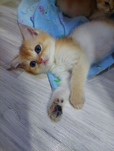 Pişiklər: Qızıl şinşilla, Erkək, Dişi, Yaxşı əllərə, Ünvandan götürmə -da lalafo.az — 8 Pişiklər: Qızıl şinşilla, Erkək, Dişi, Yaxşı əllərə, Ünvandan götürmə — 8