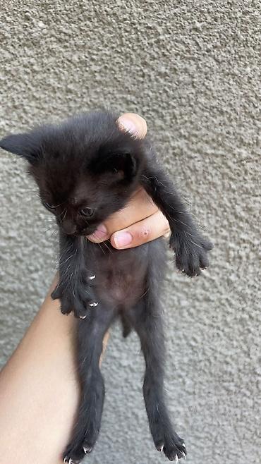 котики в оше: Отдам даром котят — 3