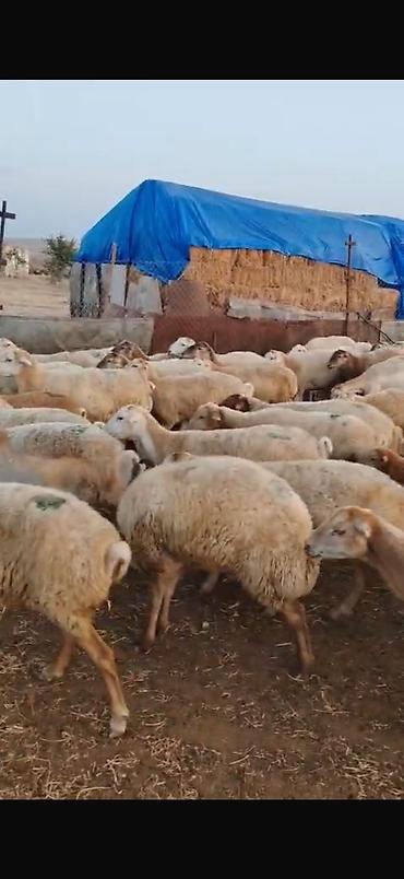 qoyun yanıbala: 🐑 210 baş qoyun, quzu və keçi satılır Ümumi 210 başdır. İçərisində — 7