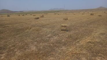 ишу работу в бишкек: Требуется Сиделка, График: Сменный график, 1-2 года опыта, Полный рабочий день
