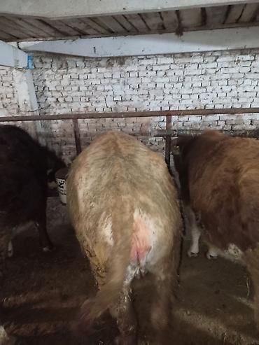 Коровы, быки: Продаю | Тёлка | Для разведения | Нетель — 3