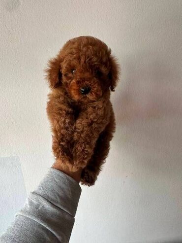 Psi: Crvene i aprikot patuljaste pudle Crvene i aprikot mini/patuljaste — 2