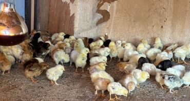 Птицы: Цыплята полубрама, 7 дней Пропоены витаминами, активные, здоровые Корм