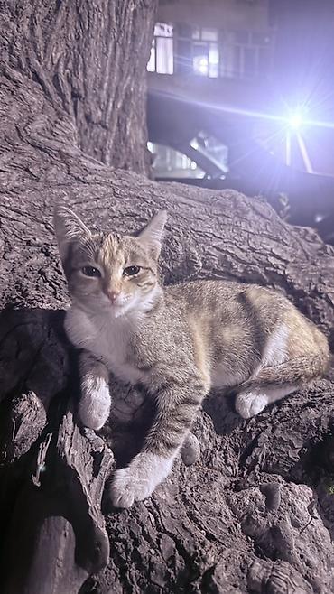 миниатюрные кошки: Котёнок, короткошёрстный, полосато-черепаховый окрас (серо-бежевые — 1
