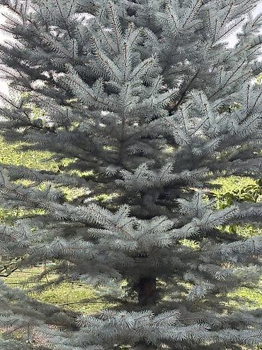 шкаф высокий: Голубая ель (ель колючая, Picea pungens) серебристо-голубого оттенка — 4