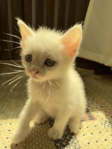 черные котята: Кошка даром: Беспородная, 2 месяца, Девочка, Приучена к лотку, Проглистована