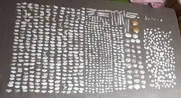 Ostali predmeti za umetnost i kolekcionarstvo: Velika kolekcija morskih školjki – razvrstane po veličini i obliku — 2