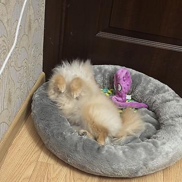 Продажа собак: Шпиц, 7 месяцев, Самка, С прививкой — 12