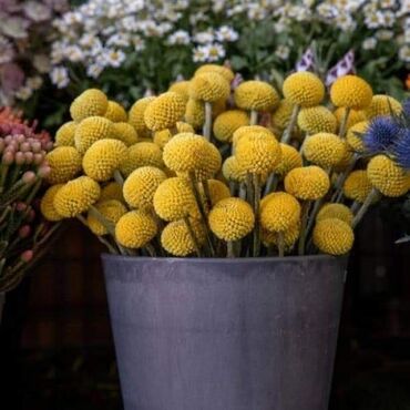 sadnice: Cvece žute lopte Čvrsti cvetovi izuzetne trajnosti. Koriste se za
