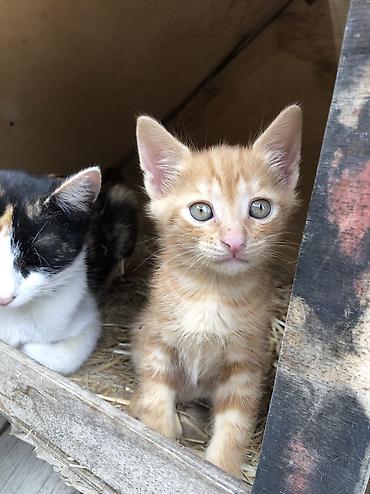 Pişiklər: Erkək, Dişi, Yaxşı əllərə, Ünvandan götürmə — 22