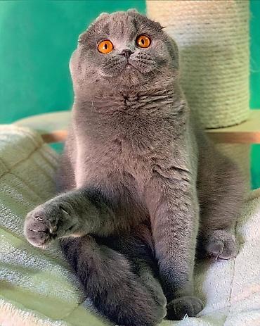 Pişiklər: Benqal — 7