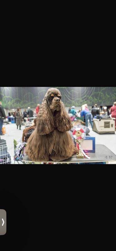 İtlər: Koker spaniyel, Erkek, Sənədli — 9