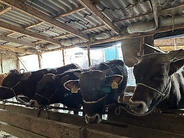 Коровы, быки: Продаю | Бык (самец) | На откорм — 2