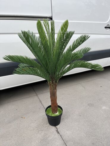 Palme: Vestacka cikas palma! LUX