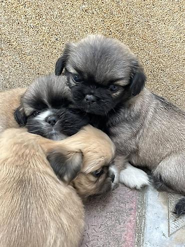 maraqli it adlari: Pekines, Peyvəndli — 1