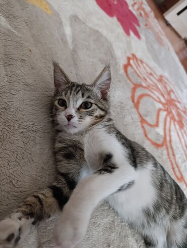 домик для котят: Отдам котенка в добрые руки, девочка, красивая, 2 месяца, чистая