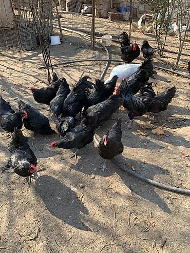 ordək yumurtası: Toyuq, Australorp, Damazlıq, Ünvandan götürmə — 8