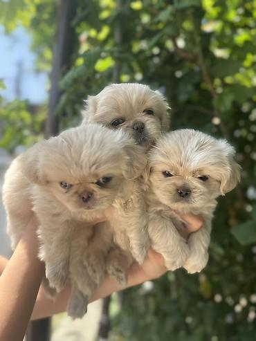 golden balası: Pekines, 2 ay, Dişi — 10