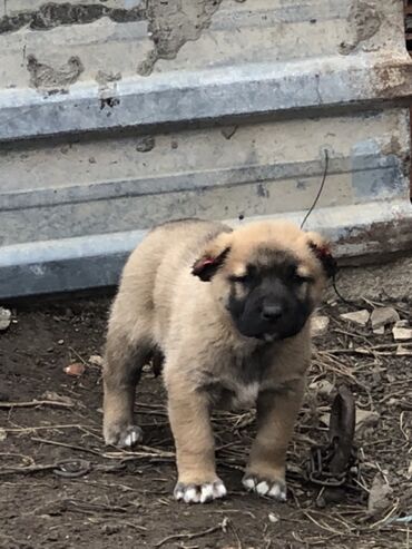 İtlər: Qurdbasar, 1 ay, Erkek — 9