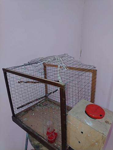 taxta qəfəs: Məhsul: Dalmatin naxışlı mavi-bulat rəngli dalğa papuqayı (budgerigar) — 5