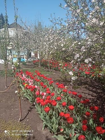 Продажа коттеджей и домов: Продаётся дом, 80 кв. м. 6 комнат, кирпичный, тёплый. Хозпостройки — 17