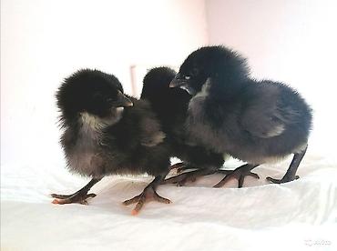 heyrati yumurtası: Məhsul: Mayalı Alman Australorp (Avstrolorp) yumurtaları Təsvir: - — 3