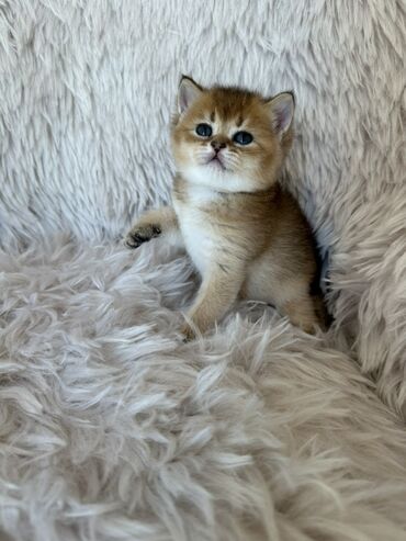 Pişiklər: Britan, Dişi, Ünvandan götürmə — 10