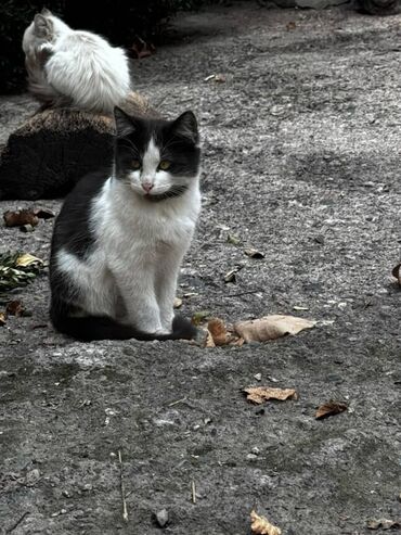 Отдам даром кошку: Кошка даром: Беспородная, Девочка — 2