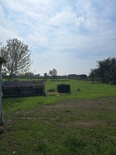 Torpaq sahələrinin satışı: Kənd təsərrüfatı -da lalafo.az — 12 Torpaq sahələrinin satışı: Kənd təsərrüfatı — 12