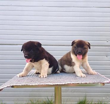 Psi: Američka Akita štenci Odgajivacnica TOP WINNER PUPPY sa ponosom — 9