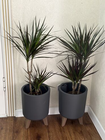 Другие комнатные растения: Продаю комнатные цветы! Зелёные, красивые, ухоженные — выращены с — 12