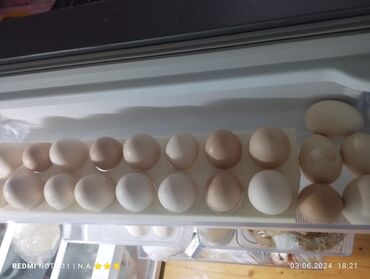 broyler yumurtasi satisi: Toyuq, Yumurtalıq, Ünvandan götürmə, Ödənişli çatdırılma, Rayonlara çatdırılma