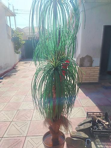 çilədağı bitkisi rus dilində: Nolina (Beaucarnea recurvata) – “Fil ayağı” dekorativ otaq ücün Palma — 1