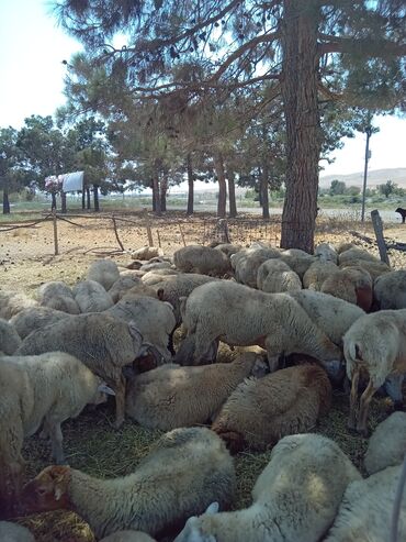 DAMAZDIQ. QOYUN. SATILIR. 1, 2, 3, QARIN. 100. BAŞ. QİYMƏTİ