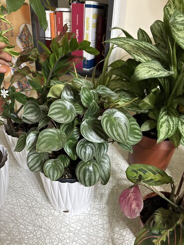 Tinglər: Peperomia vatermelon