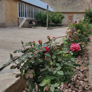 Сельхоз предприятия: Продаю Кошара, 200 соток, Действующий — 18